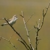 Penice vlasska - Sylvia nisoria - Barred Warbler 5471